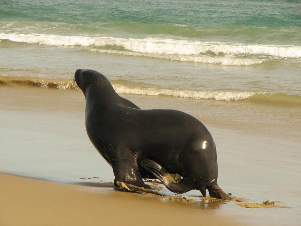 Catlins Newhaven Holiday Park Owaka Rom bilde