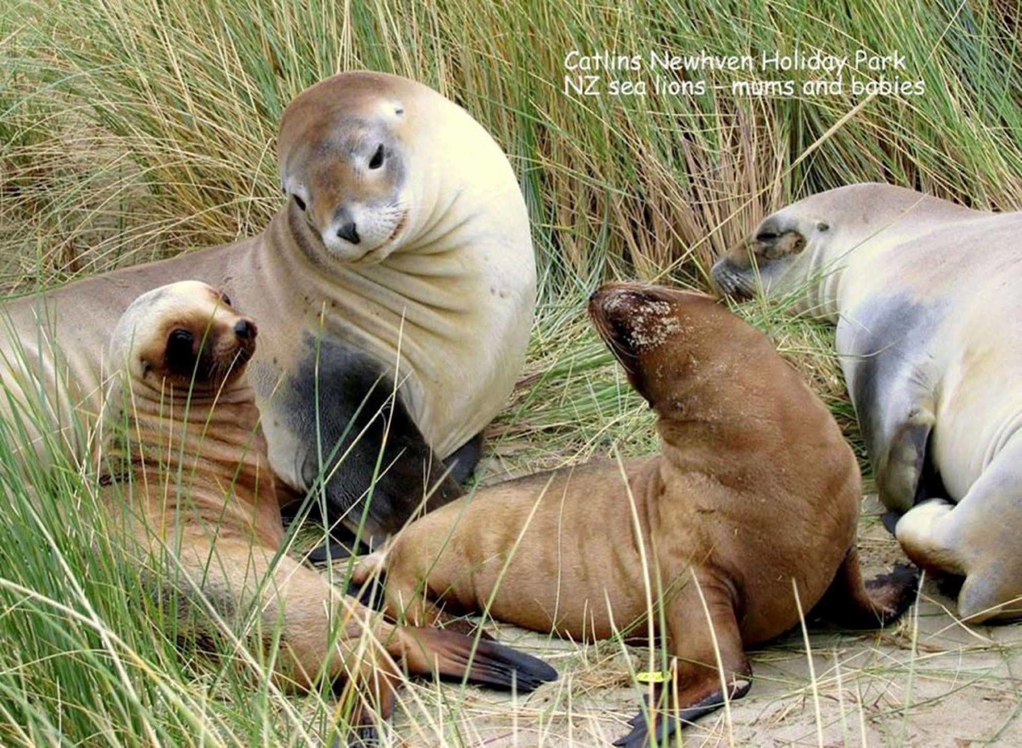 Catlins Newhaven Holiday Park Owaka Eksteriør bilde